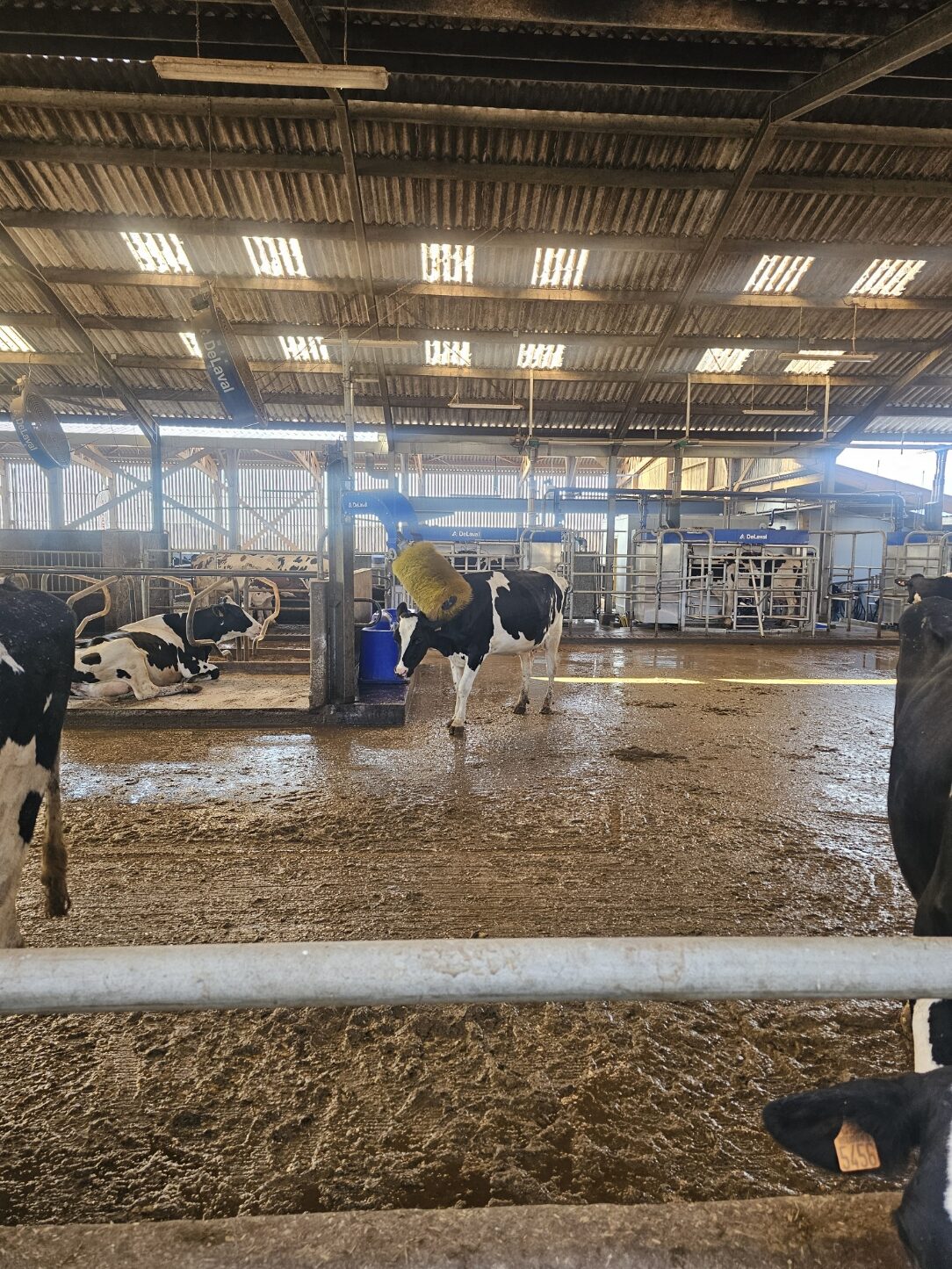 Mme le maire Carole Le Yaouanq venu voir les nouveaux robots de traite à la ferme de Guillaume Stephan.