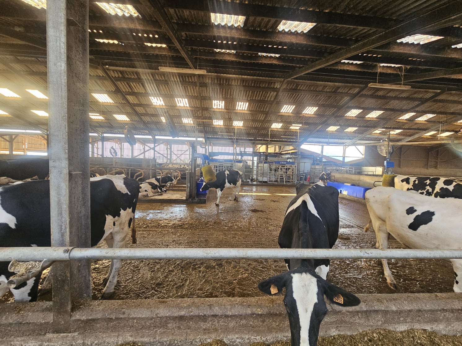 Mme le maire Carole Le Yaouanq venu voir les nouveaux robots de traite à la ferme de Guillaume Stephan.