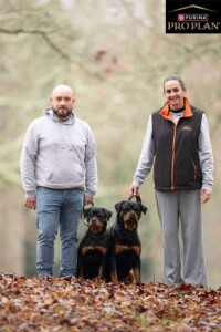 Rottweiler