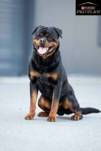 Rottweiler